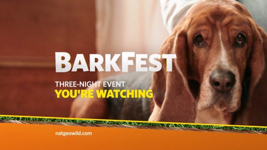 Barkfest