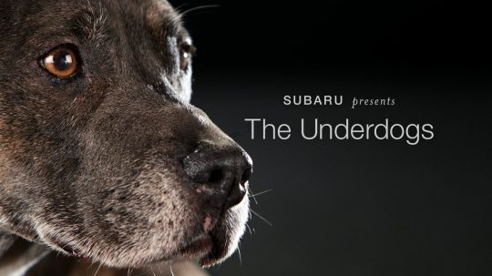 Subaru Underdogs